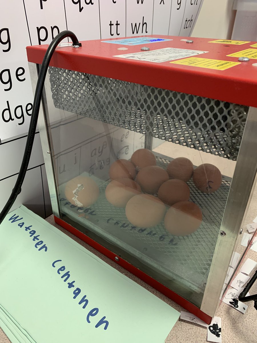 Today, is an exciting day…a chick is on its way!