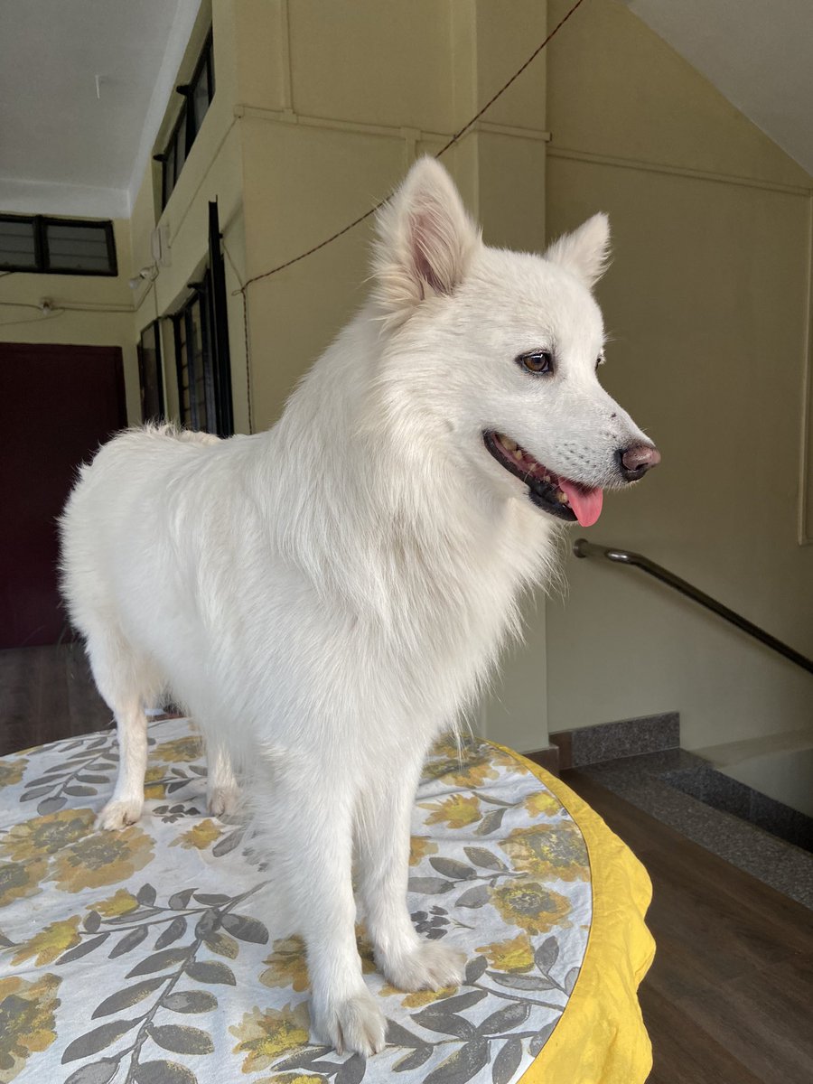 rufusgoodboy's tweet photo. “The dog is a gentleman; I hope to go to his heaven, not man’s.” - Mark Twain. #dogs #dogsoftwitter #pets #twitterdogs #love https://t.co/RHvXyOSaI7