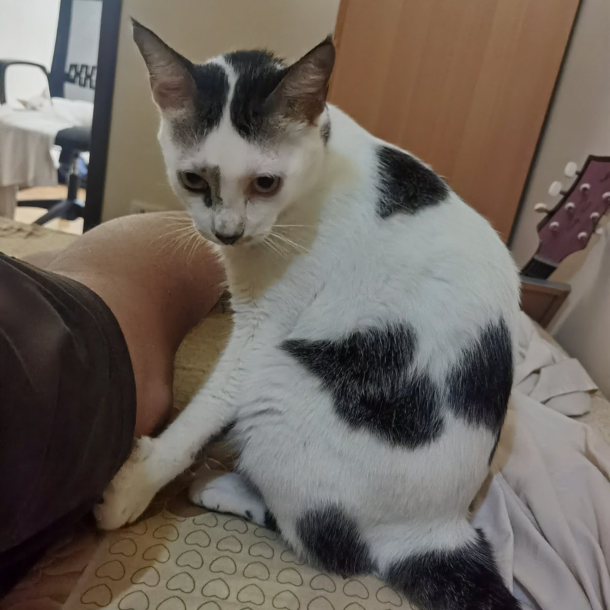 bonokimusic's tweet photo. Hmmm how should I cook dad's leg? #catthoughts #catcook #CatsOfTwitter https://t.co/4mx3Fqqq2B