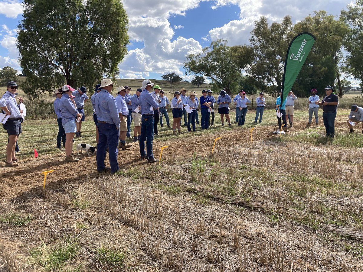 agnvet's tweet photo. AGnVET Services agronomists joined other AgLink affiliates in Tamworth this week for the northern agronomy conference.
#cropwalkwednesday #AGnVET #bettacrop @PursehouseCo @mcgregorgourlay https://t.co/w4ZcHNr2LV