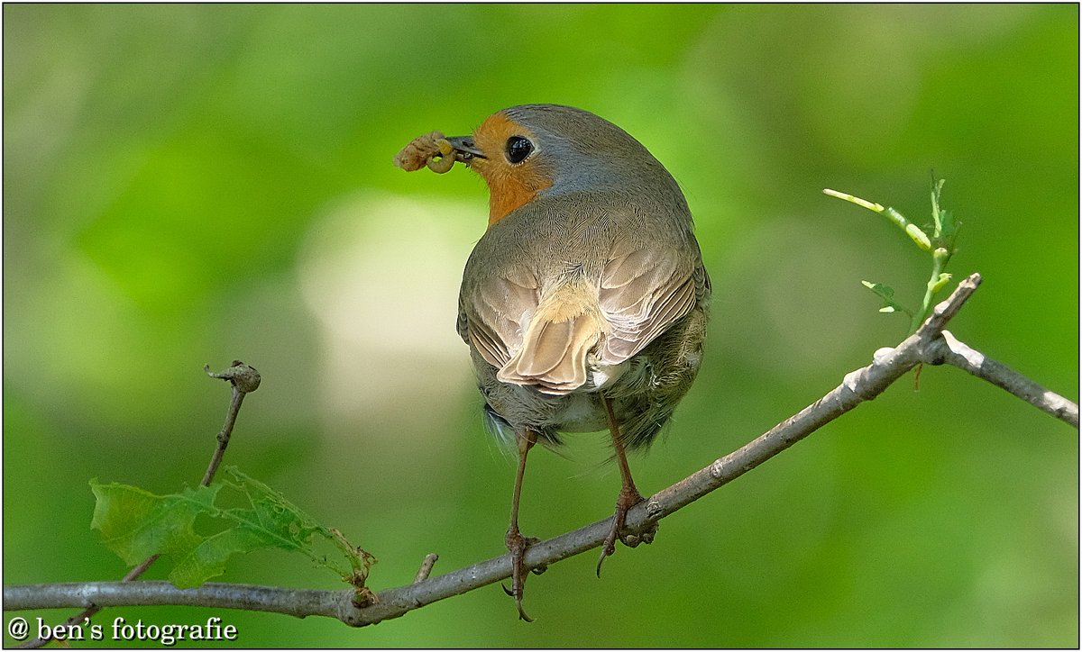 Konden de Ukrainers maar net als vogels vliegen dan konden ze deze hel ontvluchten. #Ukraine #war #hell