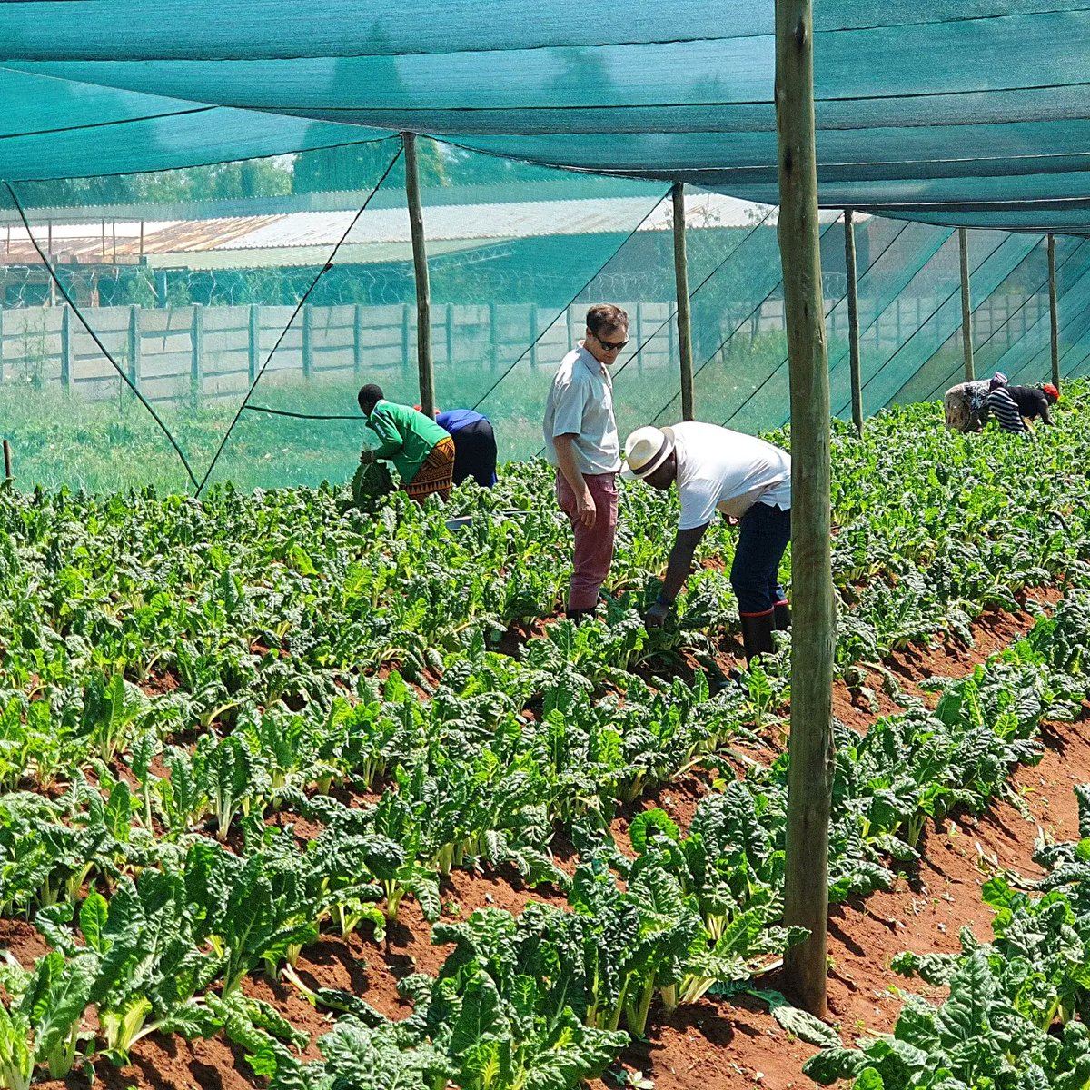 kurongakurima's tweet photo. As Co-Founders of @kurongakurima, @obbila and @JustTendai take a human-centred approach to developing tech solutions for farmers. This means engaging with farmers, to understand their needs and how technology can add value.

#ai
#kuronga
#agriculture
#farming
#milkenmotsepeprize https://t.co/D4reLMDH52