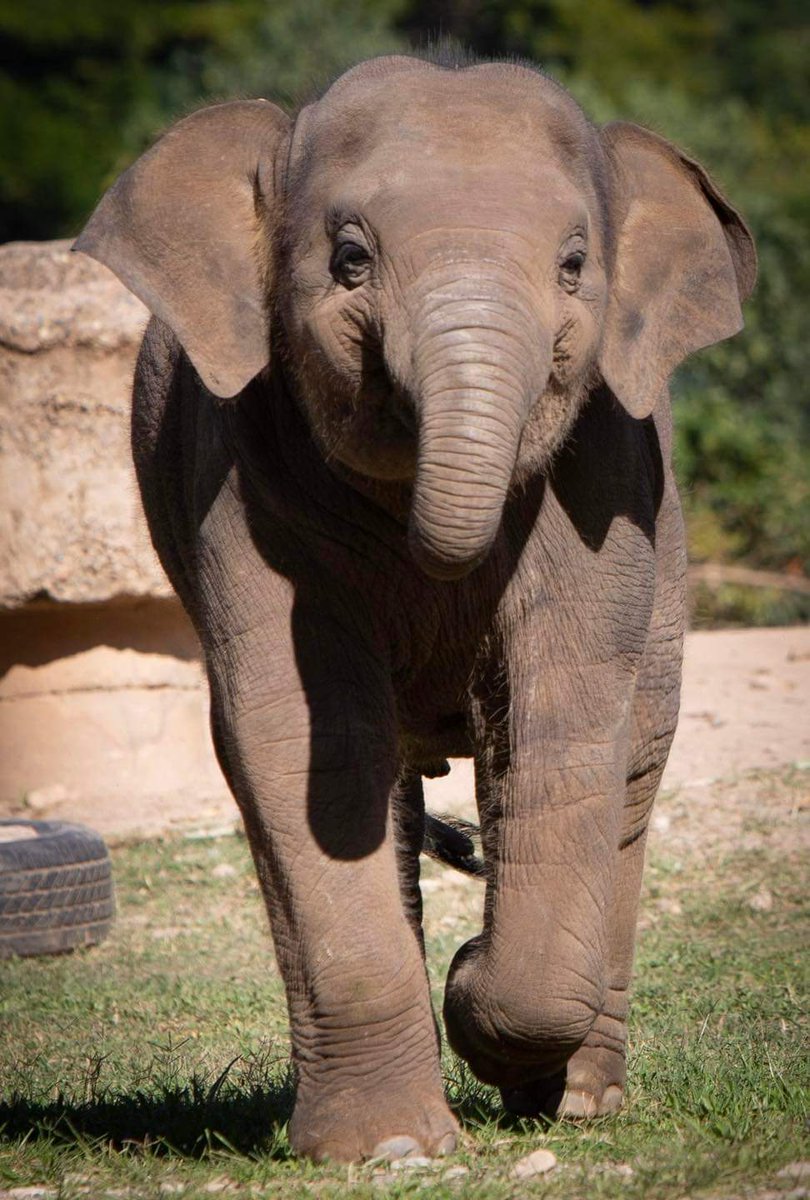 ElephantNatureP's tweet photo. Don't be afraid to smile. You never know who's falling in love with it 🥰🐘 https://t.co/HEBV9iWGgB