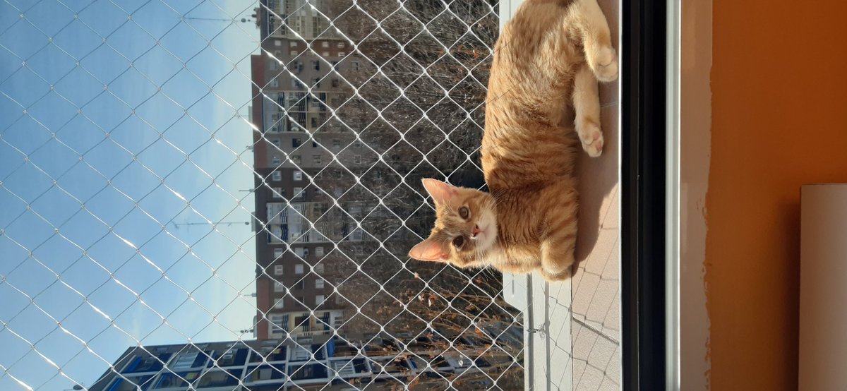 Pi99817337's tweet photo. @marycalt @laeragatera yo era reacia a la red porque me encantaba asomarme al balcón (vivo en un noveno) pero ahora estoy feliz al ver como ellos disfrutan https://t.co/0kn2vo2m6r