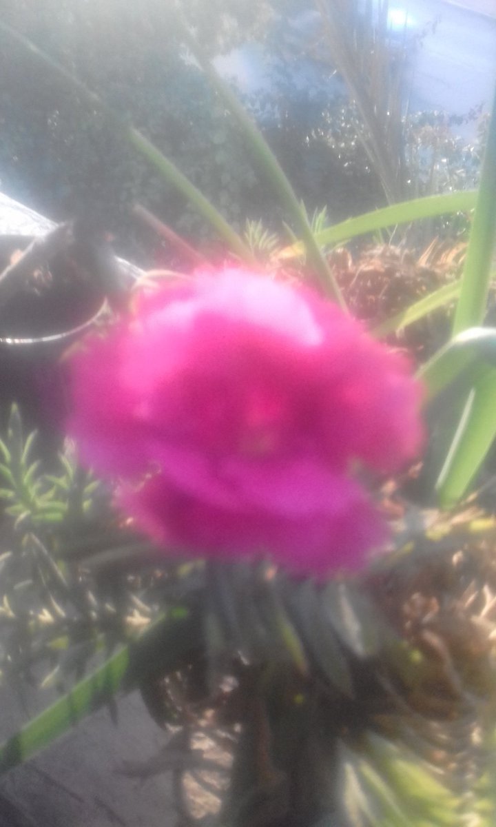 ^تفتح الورد تفتح الورد وغنى الطير ما حلى مساءالخير ما حلى صباح الخير.."
اغنية تفتح الورد
نعيمة سميح.