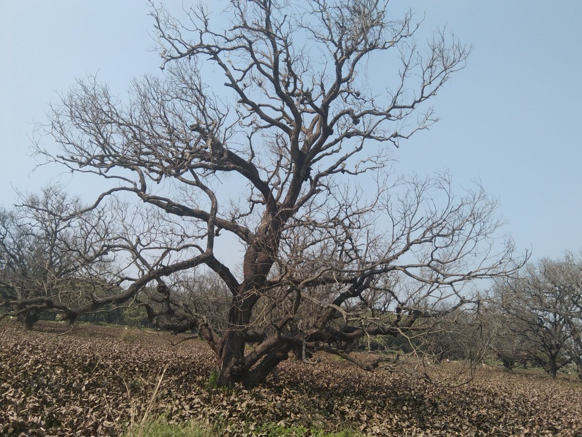 mimteyaz's tweet photo. Despairing look of a dying tree!!! https://t.co/eJeR4kolmx