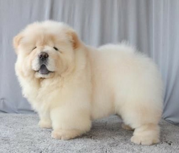 DogNeedsBest's tweet photo. All this doggie wants to do is play, play, play.
#dogs #dogsofinstagram #doglover #chowchow #cutedogs #instadog #instapet #DogNeedsBest https://t.co/84WyjNManK