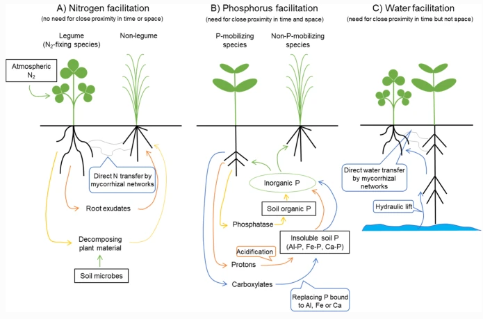plantandsoil's tweet photo. #MarschnerReview published in #PLSO February issue "Root traits with team benefits: understanding belowground interactions in intercropping systems" read it now!  https://t.co/tt6dPbEAtU
#intercropping #rootinteractions #plantinteractions #openaccess https://t.co/OIX5nJ74uo