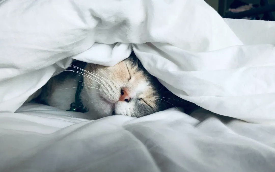 ace_sen_'s tweet photo. This week is Sleep Awareness Week. Autistic people can often have trouble sleeping. There are a range of reasons for this including difficulties with relaxing or winding down and irregular melatonin levels. Head to @Autism's website to find some useful resources! #autism #sleep https://t.co/eBQv2MA4qR