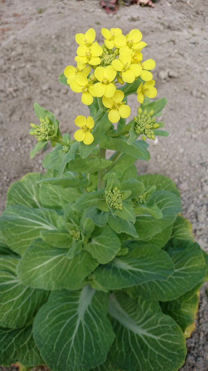 aduki150's tweet photo. 白菜の花が咲きました🤗

菜の花似のかわいい黄色い花🌻 
アブラナ科やからキャベツも似てるんやで！と師匠談😆

菜花、白菜、キャベツ‥花の見た目はそっくりでも、姿も味も食感も違うなあ
野菜は面白い https://t.co/9OlMHuZ0i8