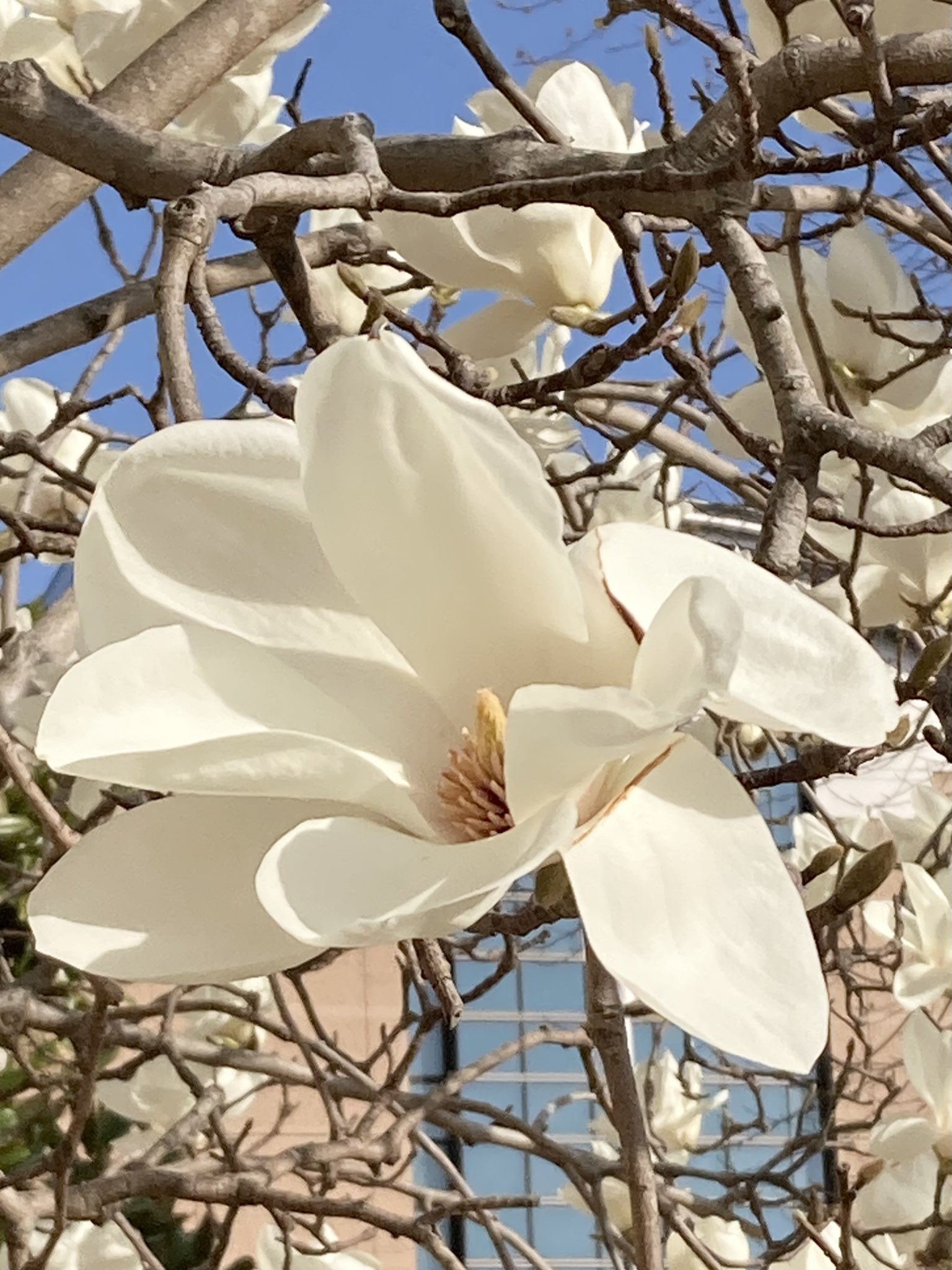 徳島文理大学香川キャンパス 木蓮の花言葉は 自然への愛 や 崇高 春を告げる花が今年もキャンパスに綺麗に咲きました 明日は 徳島文理大学香川キャンパス の 卒業式 春の訪れを感じます T Co 3jlxk87oeq Twitter