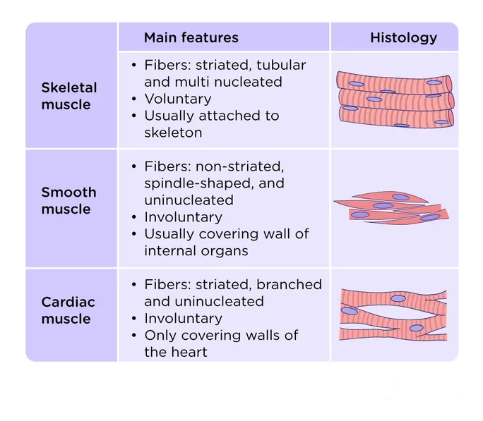 TDissertations's tweet image. 💪🏽 Muscle Tissue Types 💪🏽

#KSU_CS #KSU_SWE