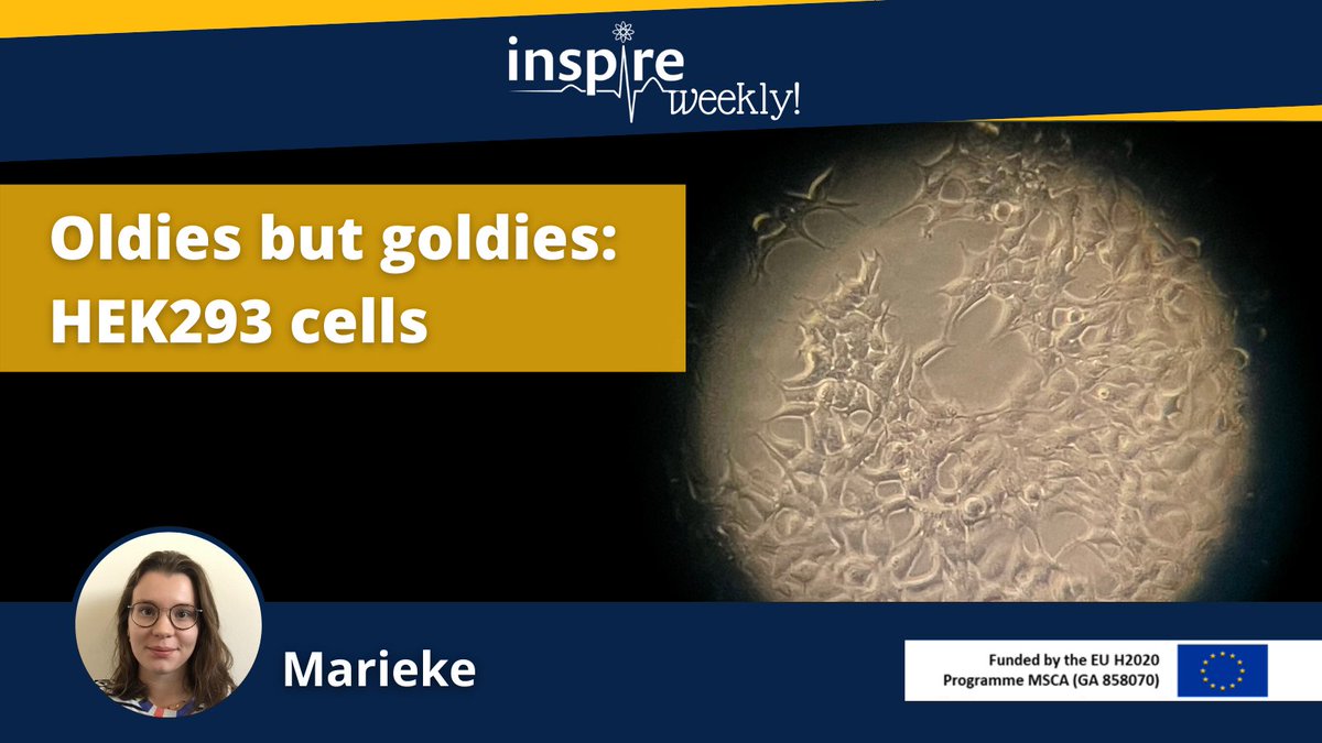 ItnInspire's tweet photo. We release a new #INSPIREWeekly! Today, @MariekeVanDaele โ PhD fellow at the @UoNLifeSci โ gives us the opportunity to discover the #HEK293 cells an its use in the lab. Find out more ๐ https://t.co/jD6VzHaNcD
โฏ
#safetypharmacology #H2020 #InvestEUresearch #MSCA https://t.co/ytGiUUP5rQ