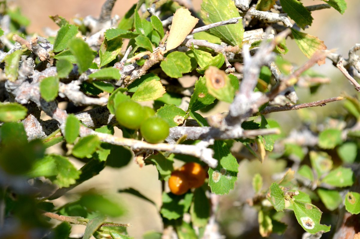 SumerJaisalmer's tweet photo. गांगाणी / phalsa cherry / grewia tenax

पहला फोटो दिल्ली का है। दूसरा फोटो जैसलमेर के पास गाँव का। ये गांगाणी का पौधा है। इसके छोटे-छोटे फूल बहुत सुंदर होते हैं। और इसमें उगने वाली लाल-नारंगी रंग की गांगाणियाँ लोग पहले खूब खाते थे। https://t.co/ADXSNBnA7j