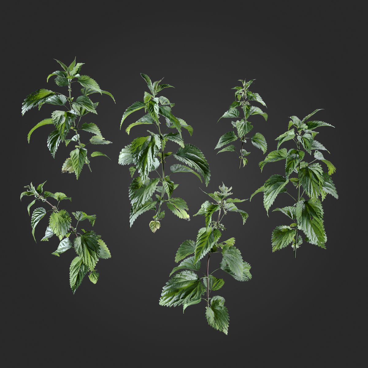 pbrcraft's tweet photo. 3d nettles model, soon on https://t.co/FDnwKVyah1 https://t.co/5kWjCv6D7t