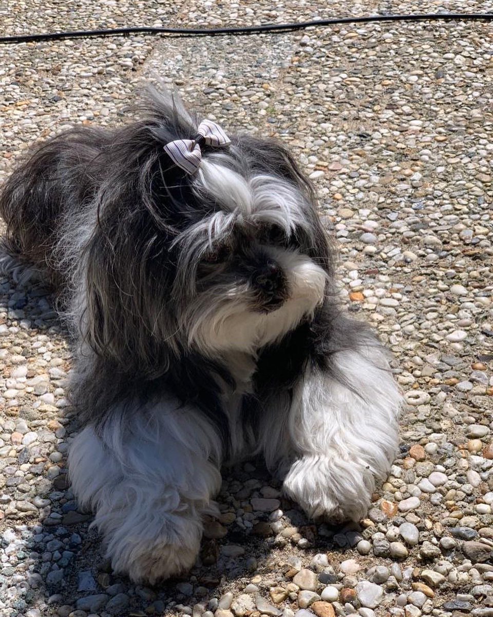 sanlynkro's tweet photo. Helaas alweer twee jaar geleden dat Quincy, na 17 jaar “trouwe” dienst,naar de “hondenhemel” is gegaan….Voor altijd in het hart mijn harige vriend🧡🧡🧡🧡🐶🧡🧡🧡🧡 https://t.co/VJvCvsvsjs