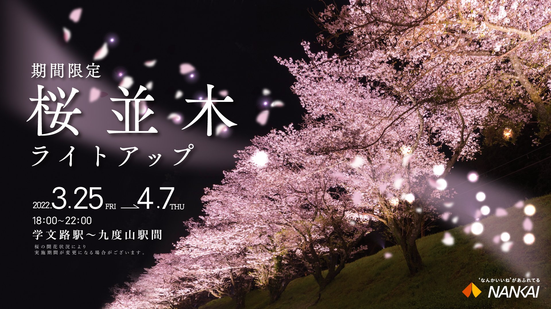 南海電鉄 公式 なんかいいねがあふれてる こうや花鉄道 学文路駅 九度山駅間 桜並木 期間限定ライトアップ こうや花鉄道 エリア最大の花スポットである 学文路駅 九度山駅間の 桜並木 を3月25日 4月7日の期間限定でライトアップします