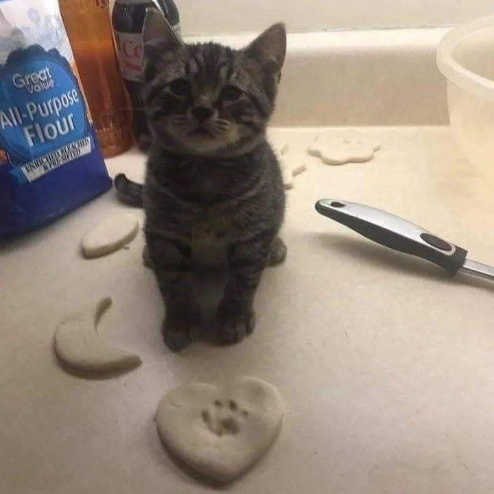 Cat Dealer (@catpicsdealer) on Twitter photo 