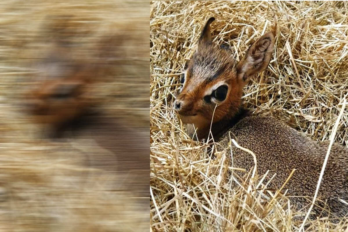 TAG24Sachsen's tweet photo. Dikdik im Dresdner Zoo! Baby-Glück bei den #Antilopen. #Dresden https://t.co/zsv1lK3adJ https://t.co/WLH6BwxTez