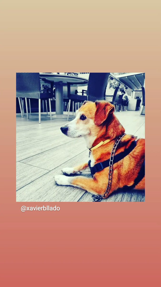 MonEnPau's tweet photo. #foxdog https://t.co/sfTrMwhBec