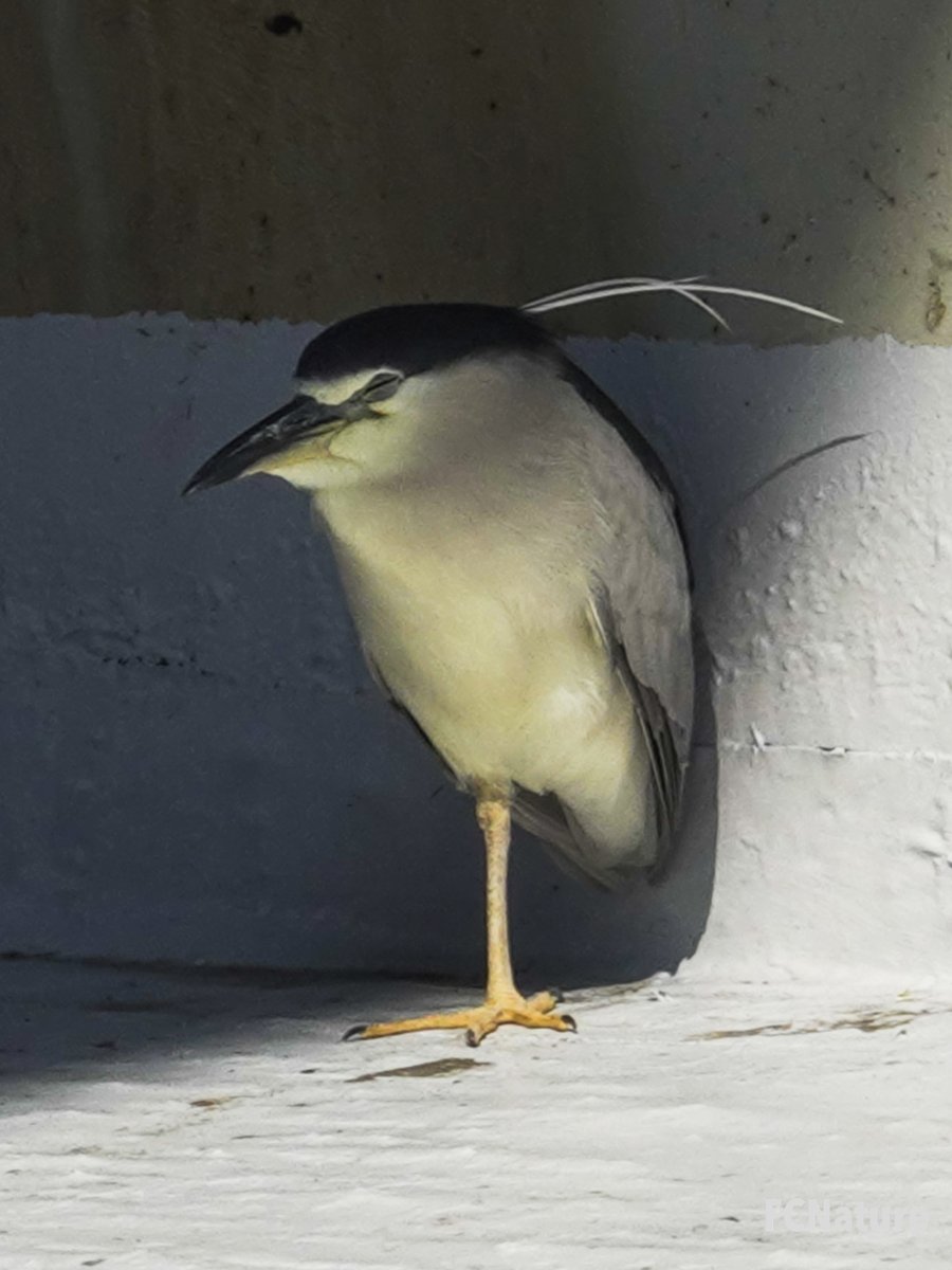 FCNature's tweet photo. #hiking #trekking #trailing #nature #outdooractivities #hikinghk #birds #hikingadventures #hikingday #hikingtrail #hikingculture #sports #hongkonghiking #FCNature #FCNaturesports #natureinthecity #explore #photo #holiday #weekend #bestoftheday #picoftheday #hongkong #hk #香港 https://t.co/QkbWQYoJwm