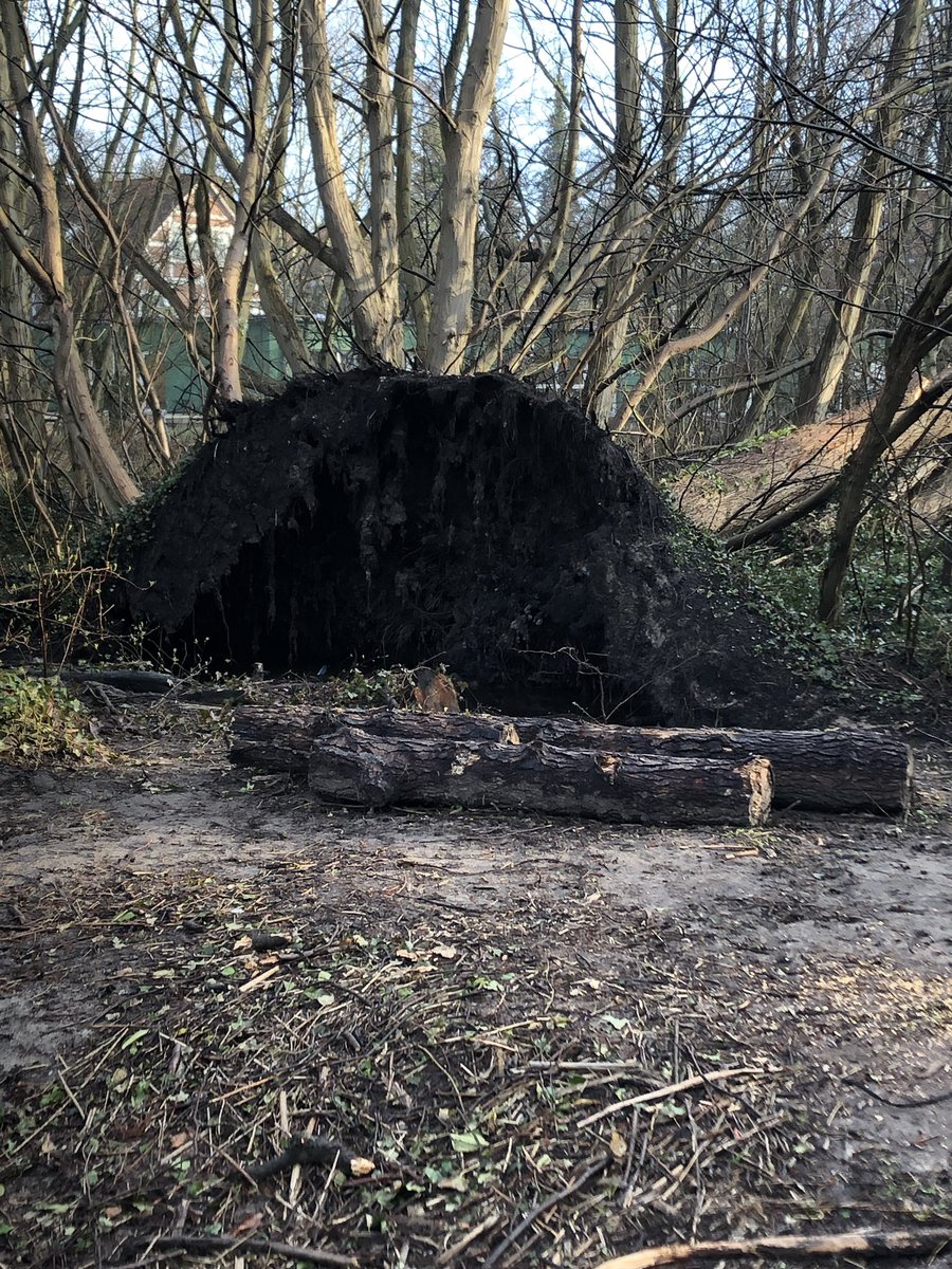MeerHeike's tweet photo. #Eisvogel hat sein Nest gebaut im #Baumriesen wer sieht ihn auf dem Foto? #mdRzA #Wandse #mitdemRadsiehtmanmehr https://t.co/I04rqibpiB