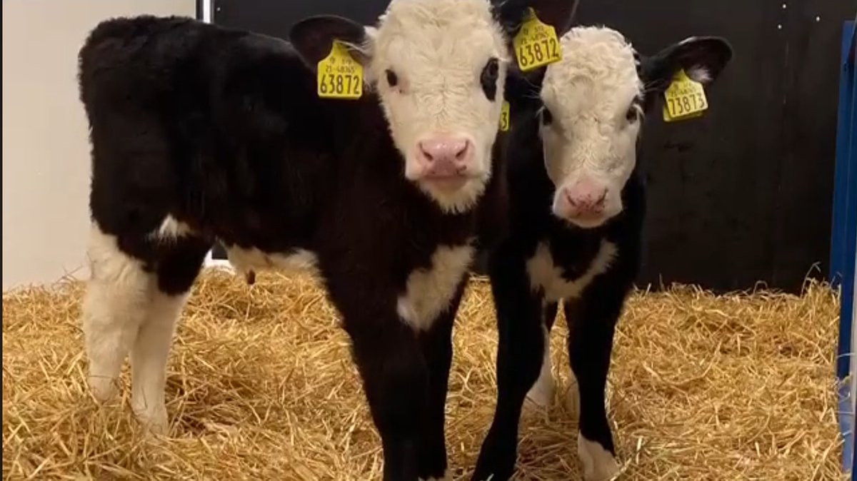 🚨🚨🚨REMINDER🚨🚨🚨 Table quiz &amp; Monster Auction tonight at 8pm in the Copperbeech Lounge, Straide. All in aid of <a href="/Hurling4hope/">Hurling for Hope</a>
Tables of 4, €10 entry
MONSTER AUCTION: 2 "Dazling" 4 week old Hereford Heifers, 200kg of "Top Quality" calf crunch plus lots more