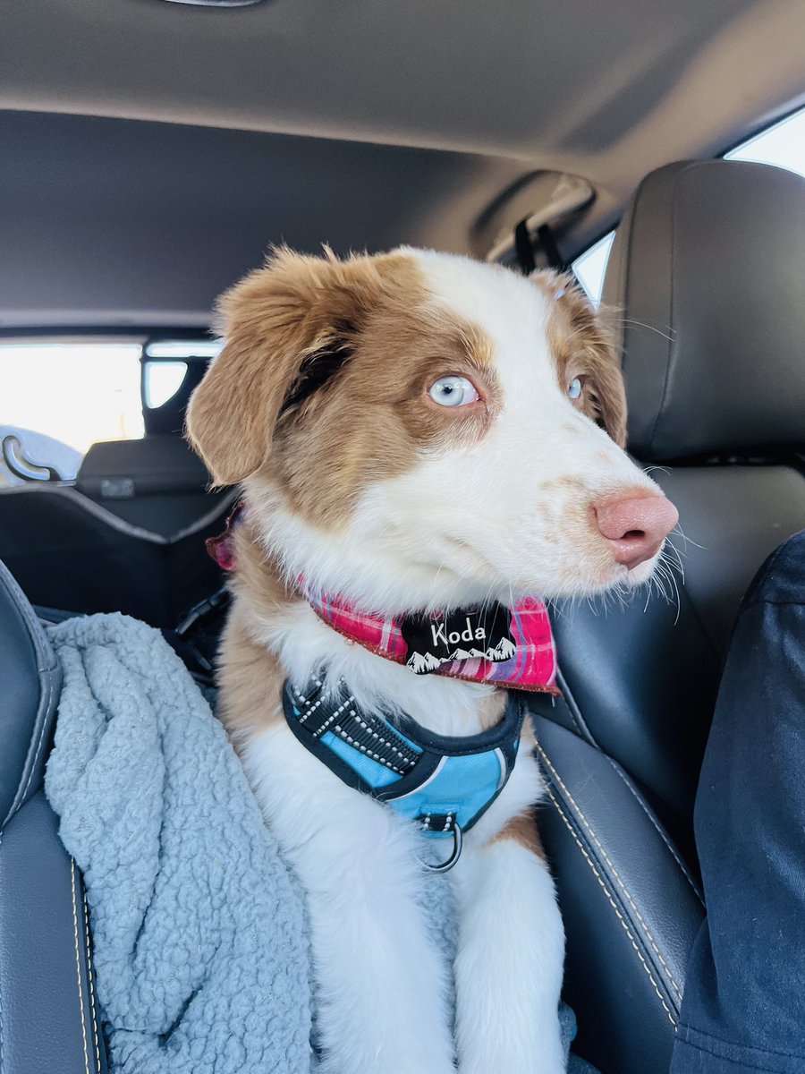 When Starbucks gives you an Xtra Large Pup Cup so Mom only lets you have half.