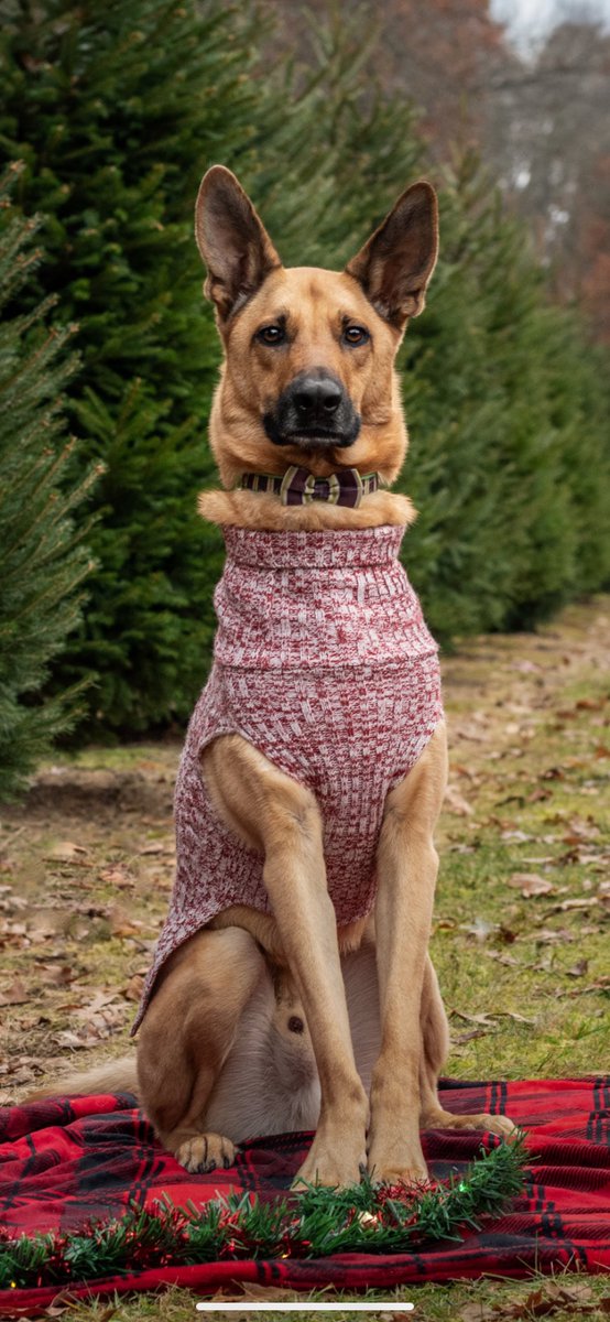 uhlickyaa's tweet photo. There’s not a more photogenic/goofy or loving pup out there - If anyone ‘can’ it’s Benson. 

Let’s be real, those ears scream MVP.

Ps. What a birthday gift this would be for him next month! #Buschhhhh…

#BuschBarkBracket #Contest https://t.co/u8XYDjTcuk