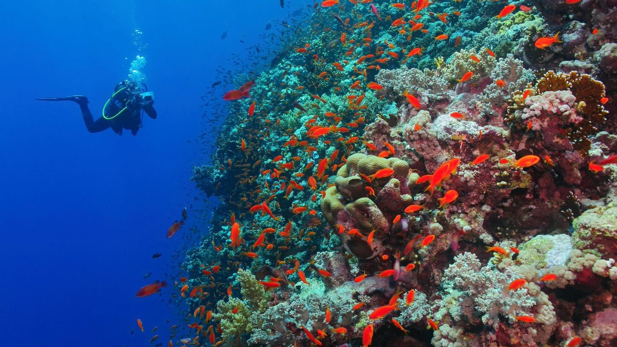 LeMeridienDahab's tweet photo. Lover of an extreme scuba diving ?
You have found the place ! With Dahab’s Famous Blue Hole.
Book your dive from our on-site diving center 
with the choice of your preferred language of instruction.

#dahabegypt #thisisegypt #marriottintlmea #diving https://t.co/KnHnclB7ar