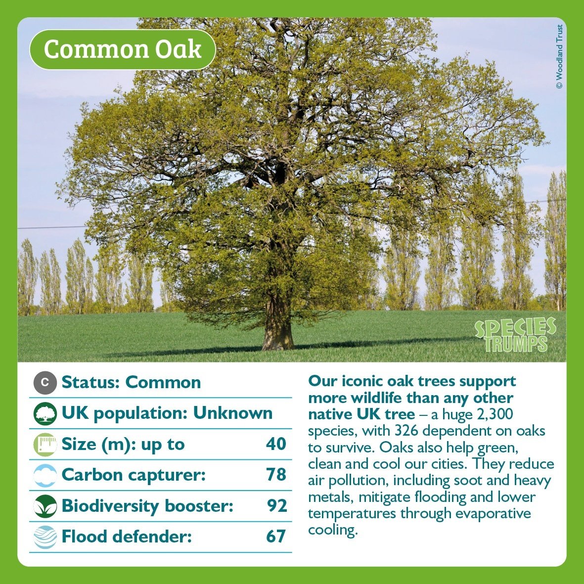 Oaks support 2,300 species including #bats. 

Restoring native #trees &amp; other wildlife boosts our climate, air, water and soils.

The UK must help secure a strong global deal for nature &amp; its benefits at #COP15. wcl.org.uk/10-species-tha…