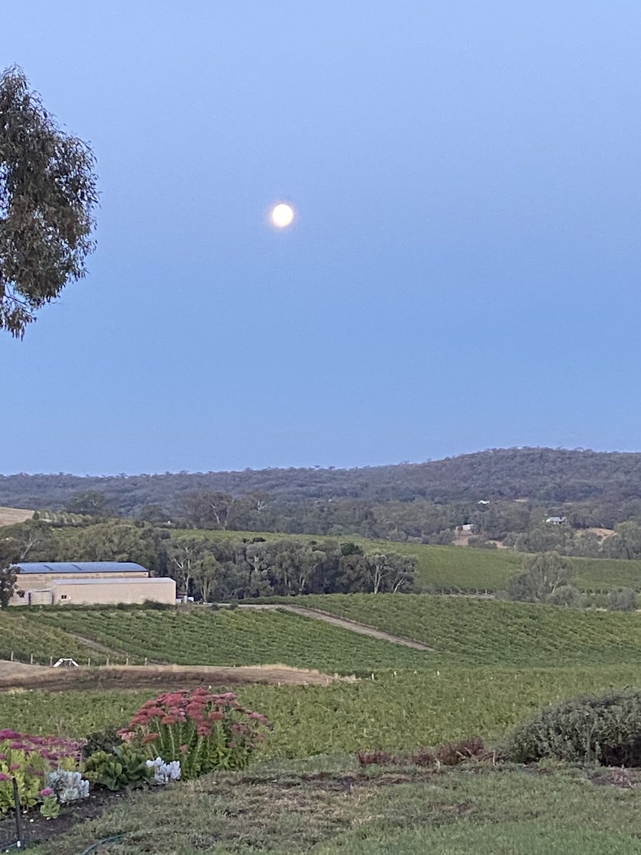 marksanguine1's tweet photo. Almost a full moon, does this mean we need to get picking ? Picking our first shiraz tomorrow #v22 https://t.co/wFxXSoTpYm