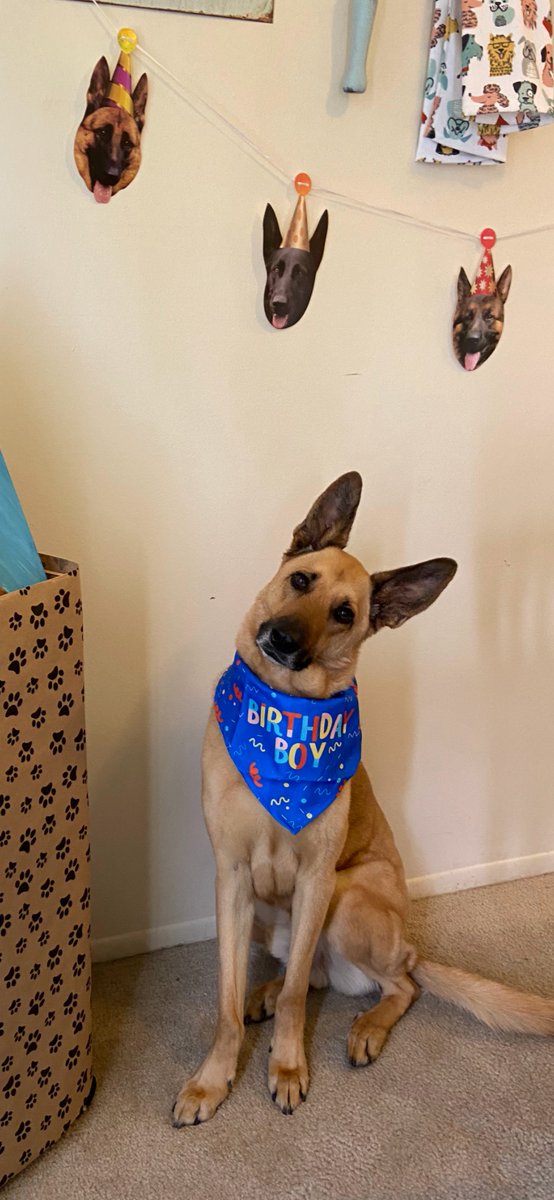 uhlickyaa's tweet photo. There’s not a more photogenic/goofy or loving pup out there - If anyone ‘can’ it’s Benson. 

Let’s be real, those ears scream MVP.

Ps. What a birthday gift this would be for him next month! #Buschhhhh…

#BuschBarkBracket #Contest 
@BuschBeer https://t.co/0bwQnTgmZU