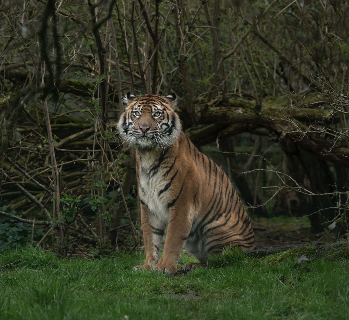 🧡 Our newest resident Kirana is growing in confidence by the day and we are starting to see her enjoying her enclosure! 

🐾 Sumatran tigers are listed as Critically Endangered on the IUCN Red List due to poaching, habitat loss and human-wildlife conflict.

📸 Alma Leaper