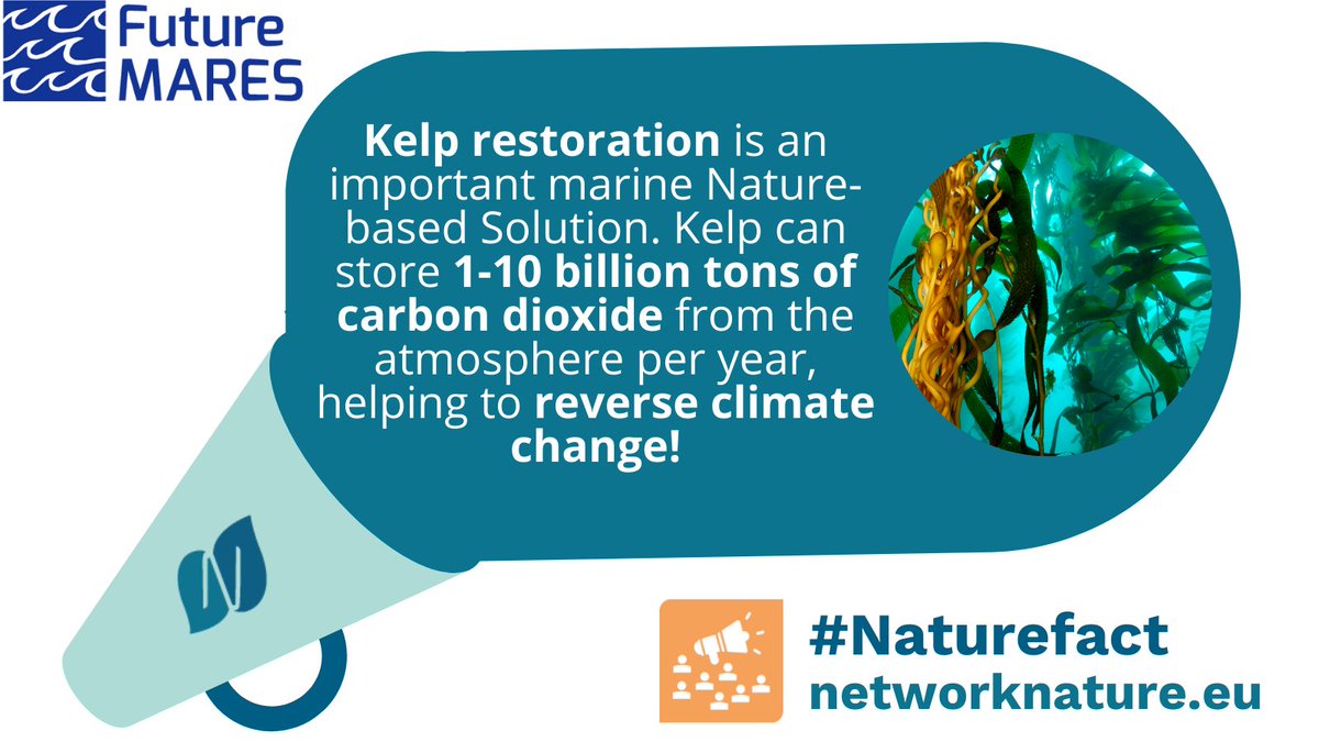 Kelp restoration is an important marine #NaturebasedSolution 🌊

Expanding kelp habitats mitigates climate change by developing #carbonsinks, like afforestation, storing up to 10 billion tonnes of CO2 per year. @FutureMares 

#naturefacts
Read more 👉🏼 bit.ly/3MOSqVz