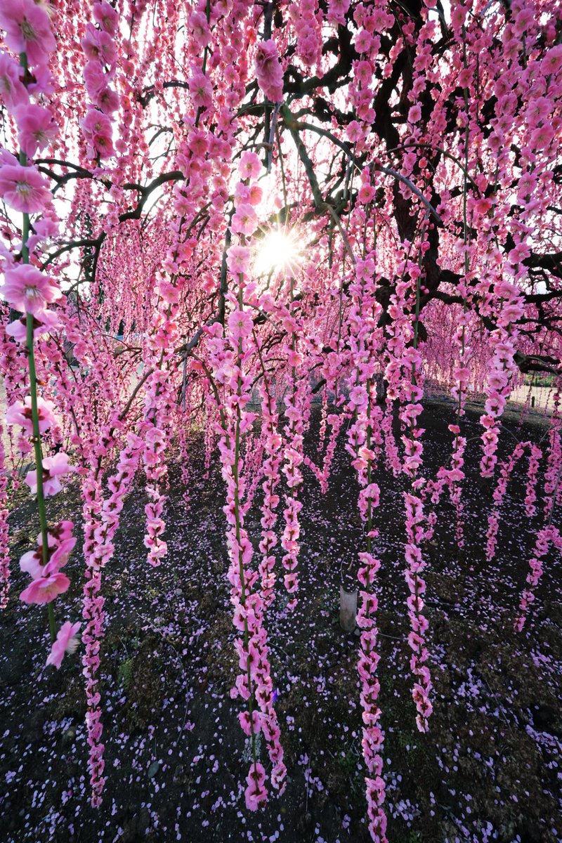 beichan_3939's tweet photo. 鈴鹿の森庭園🌸✨
しだれ梅の先っぽが好き〜🌸

 #鈴鹿の森庭園  #赤塚植物園 
 #天の龍  #地の龍  #呉服しだれ 
 #kankomie  #貴方に見せたい景色 
 #カメラ好きな人と繋がりたい https://t.co/4R9OxDnNvL