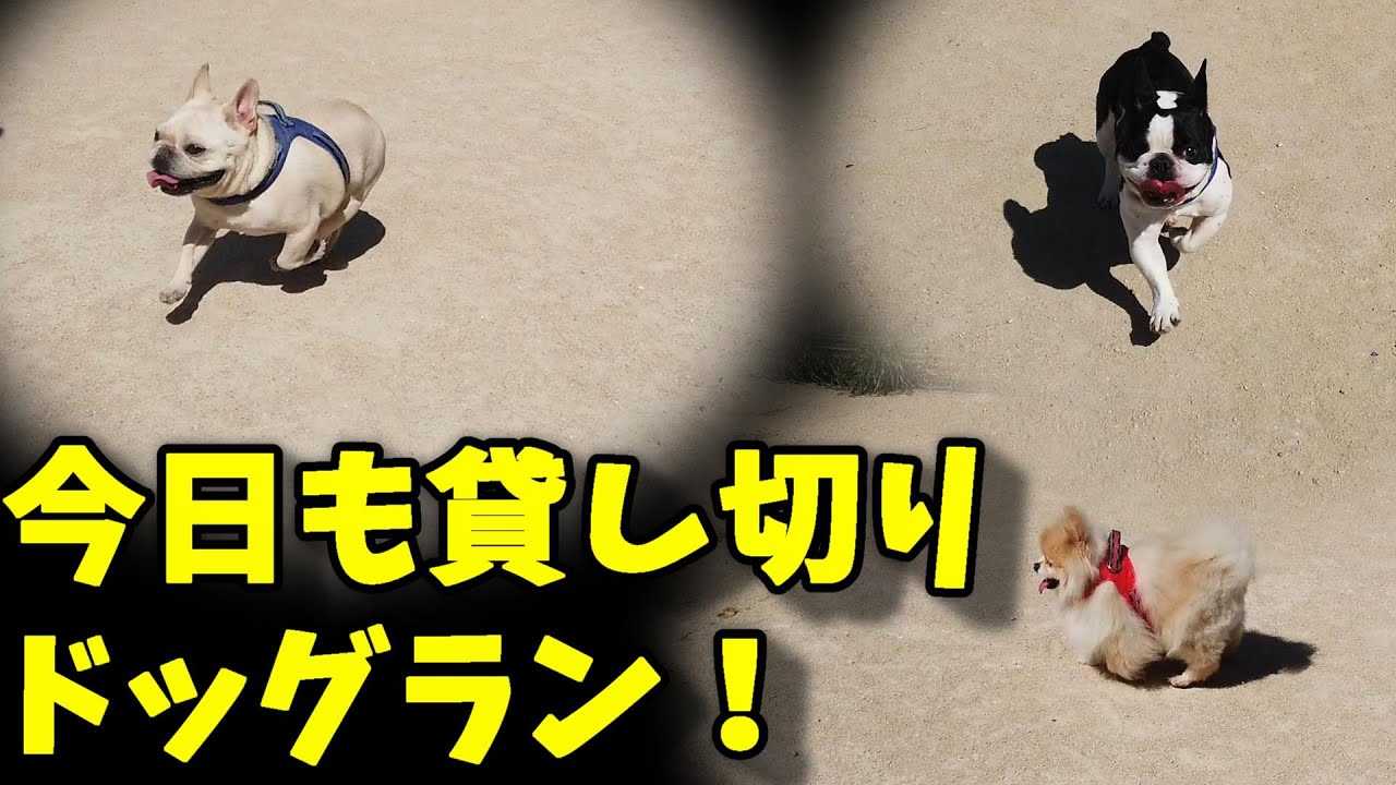 法国斗牛犬 Twitter Search Twitter