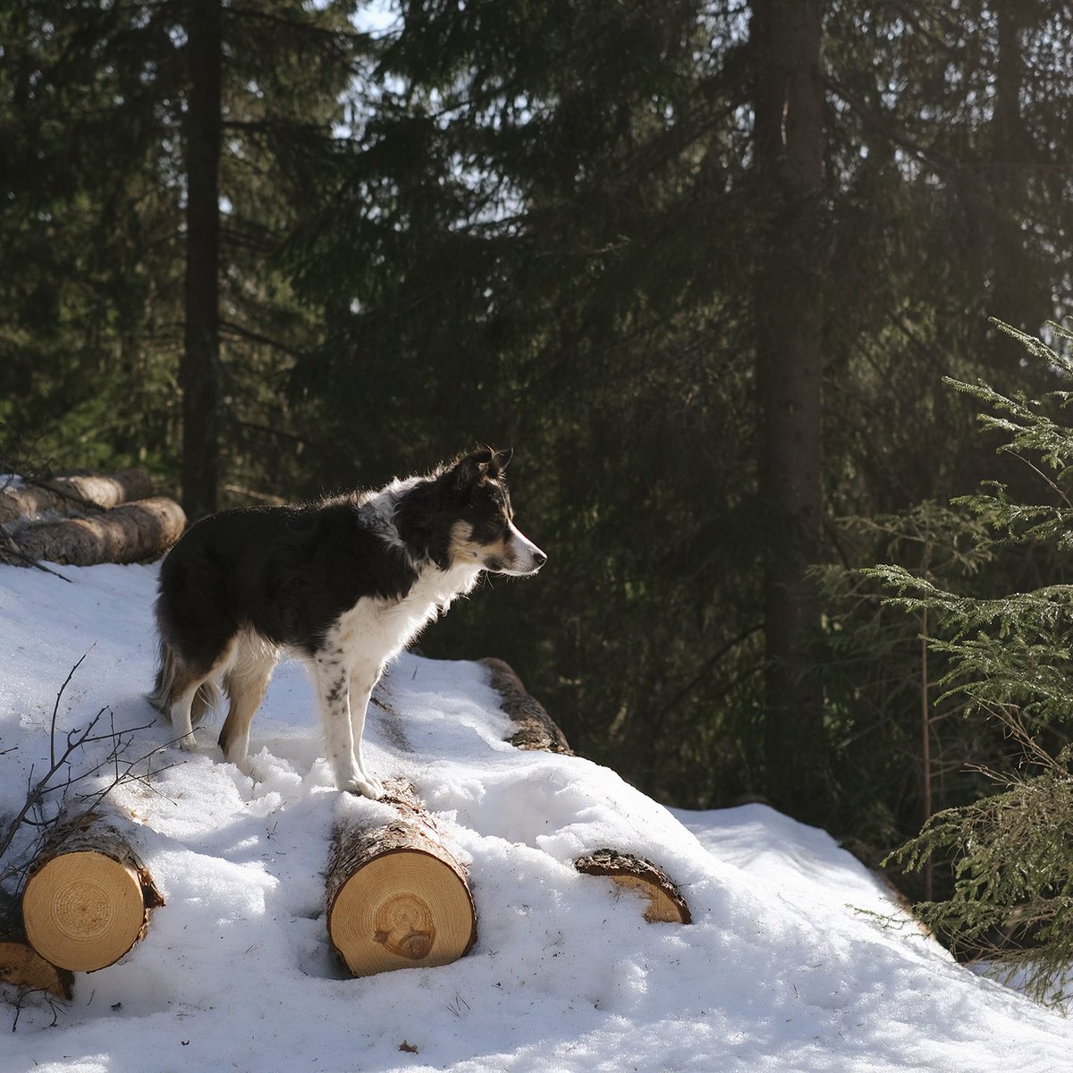 DOGvision's tweet photo. #bordercollie #twitterdogcommunity #dogsoftwitter #outdoors #nordicnature #dogphotography #hondenfotografie https://t.co/BEWa2XcR3i