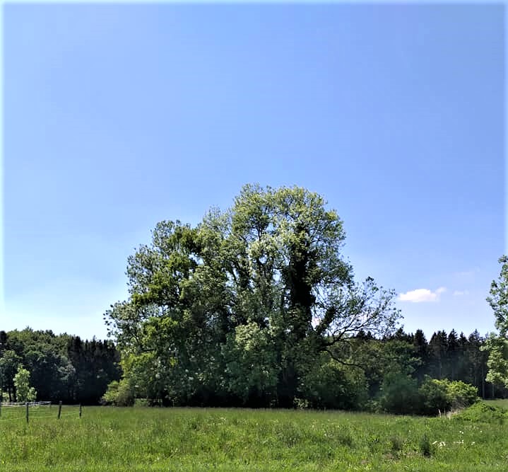 Greenisamissio1's tweet photo. Studies show: Trees are the true air conditioners. Under a tree, the temperature can be 15 C° cooler than measured in the ambient air. Shade and evaporation create the same effect as a conventional A/C, but without electricity. A tree produces about 20-30 KW/h, as much as ten A/C https://t.co/wN3y3ssAxZ