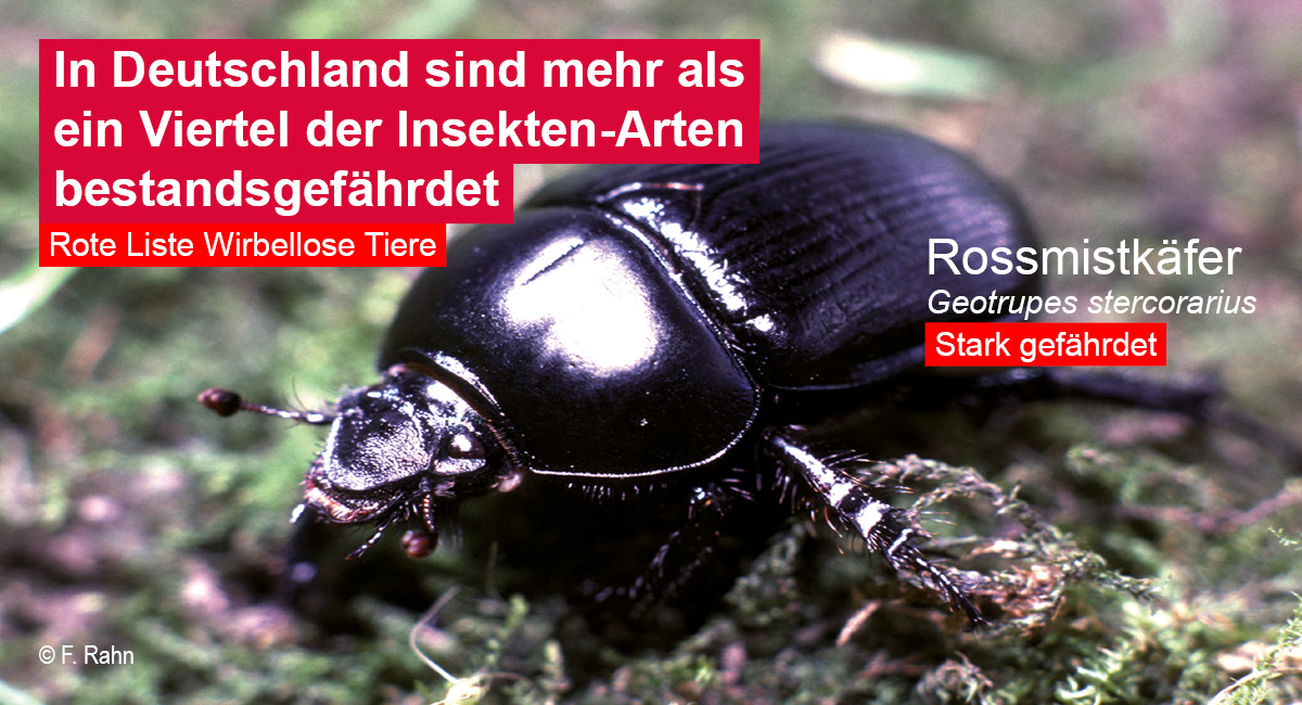 BfN_de's tweet photo. In Deutschland sind 26,2 Prozent von knapp 6.750 neu bewerteten Insektenarten in ihrem Bestand gefährdet. Die neue #RoteListe zeigt, dass bei einigen wenigen Insektenarten die Bestände zugenommen haben, die Rückgänge vieler Arten aber deutlich überwiegen: https://t.co/N6guGYPEQm https://t.co/cun3vYFwRF