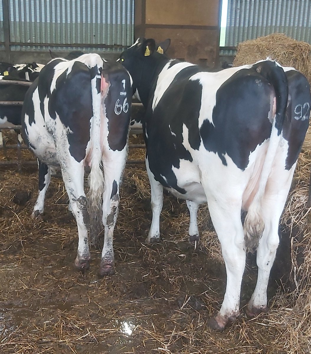 We've some cows for sale. Genuine stock. Reluctant sale. Please share!