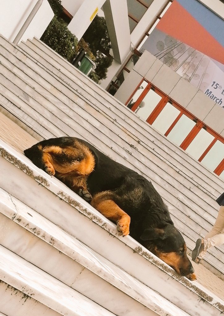 ESMI_society's tweet image. One unlikely conference attendee looks like they had a good night at the @molecubes party last night.. @ESMI_society #EMIM2022 #emim #Industry