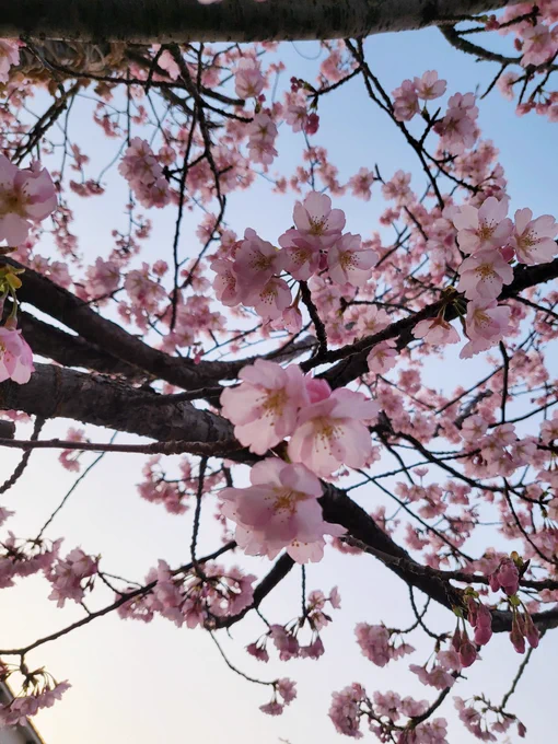 桜さいてーた 