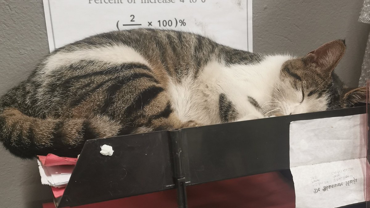 ZUS_ZA's tweet photo. โAs anyone who has ever been around a cat for any length of time well knows, cats have enormous patience with the limitations of the humankind.โ โ Cleveland Amory
#CatsOfTwitter #CatsOnTwitter #ScrapCat https://t.co/MaZEY9ZELV
