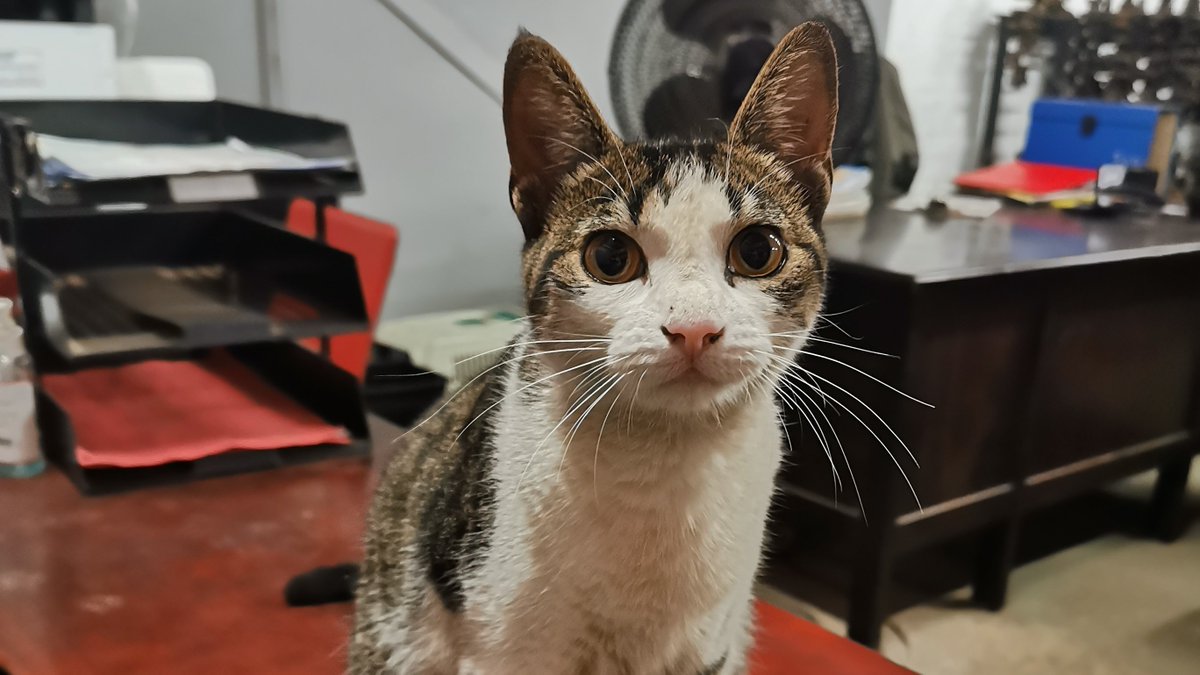 ZUS_ZA's tweet photo. โAs anyone who has ever been around a cat for any length of time well knows, cats have enormous patience with the limitations of the humankind.โ โ Cleveland Amory
#CatsOfTwitter #CatsOnTwitter #ScrapCat https://t.co/MaZEY9ZELV