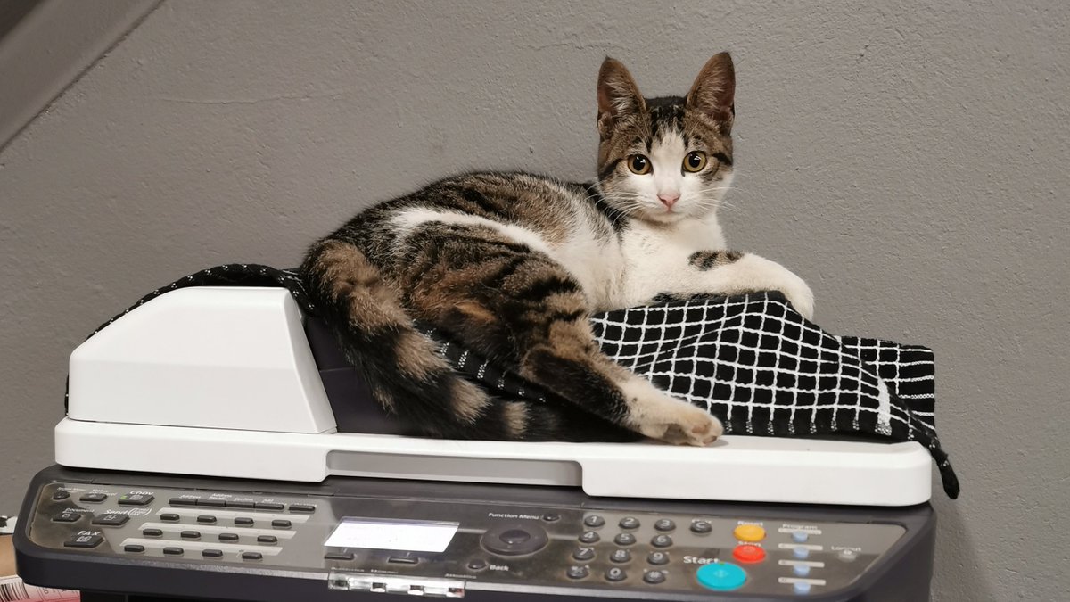 ZUS_ZA's tweet photo. โAs anyone who has ever been around a cat for any length of time well knows, cats have enormous patience with the limitations of the humankind.โ โ Cleveland Amory
#CatsOfTwitter #CatsOnTwitter #ScrapCat https://t.co/MaZEY9ZELV
