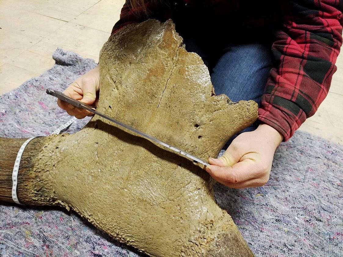 Auerrind Projekt tweet media