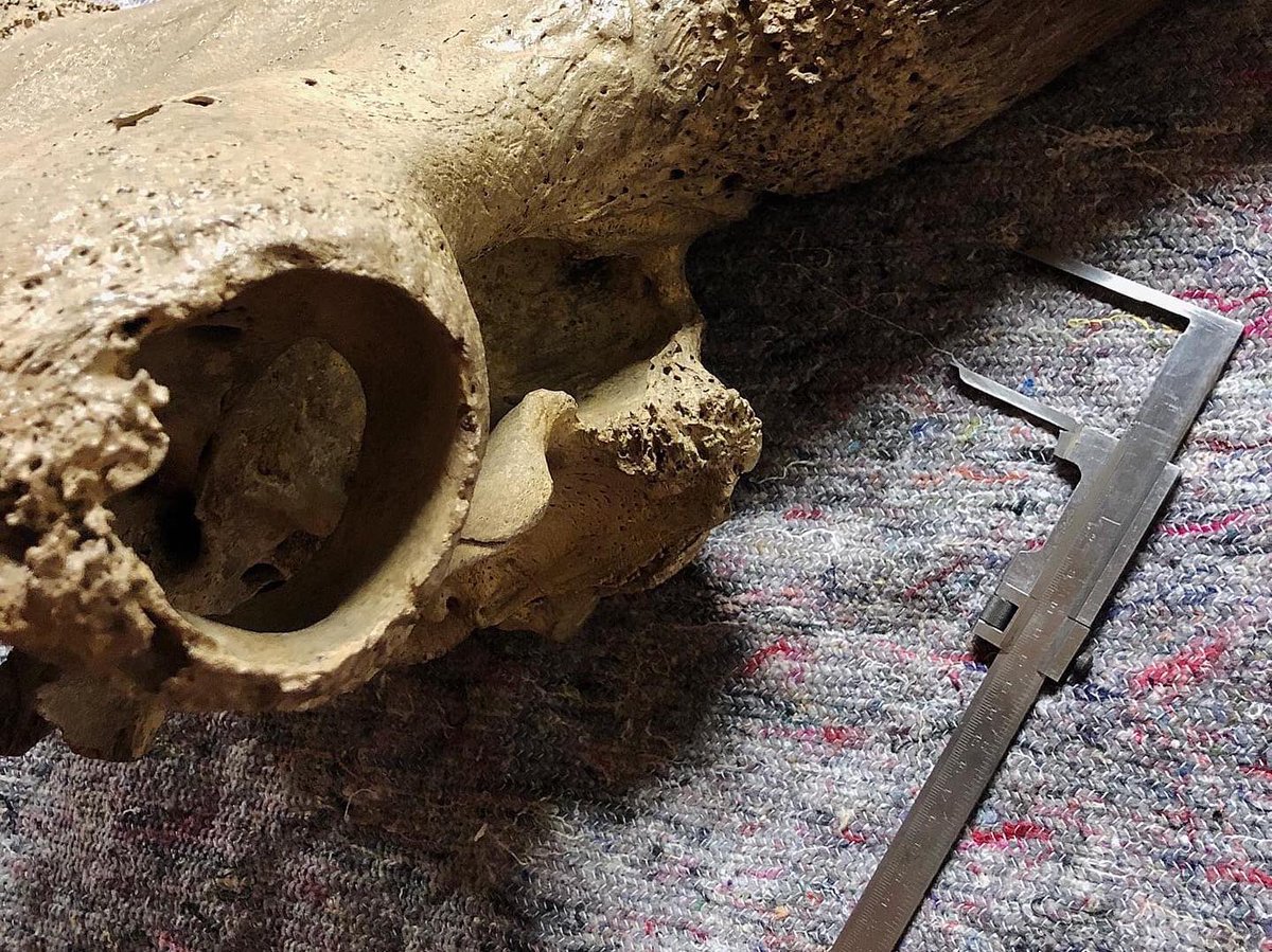 Auerrind Projekt tweet media