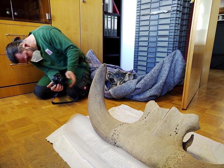 Auerrind Projekt tweet media