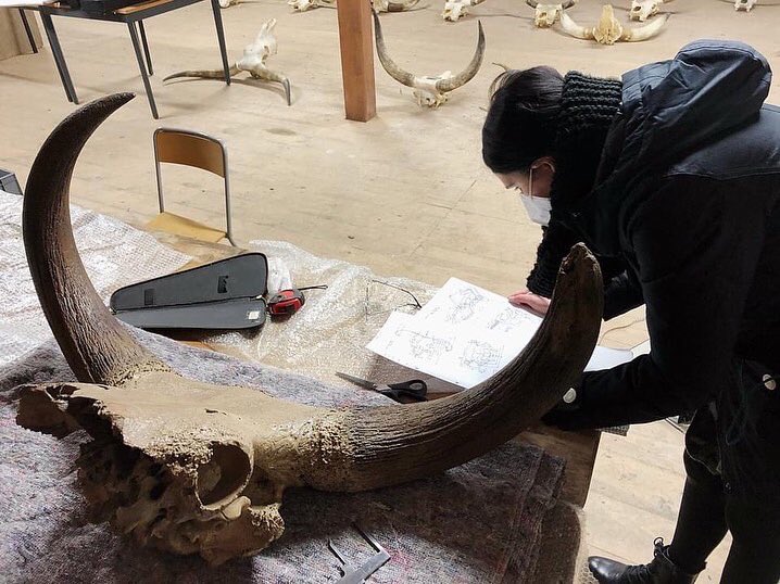 Auerrind Projekt tweet media